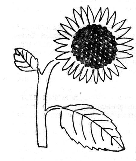 Латинизированное греческое helianthes 'подсолнечник' имеет буквальное значение: 'солнечный цветок'